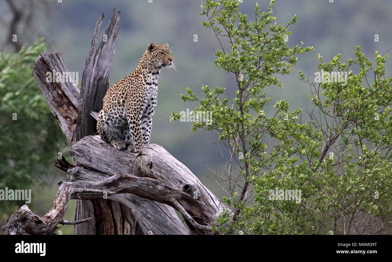 Ein Leopard markante eine Pose, Kruger National Park Stockfoto