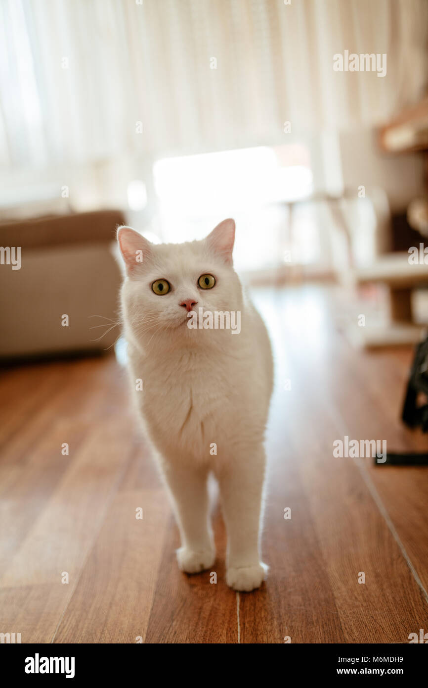 Weiß schöne süße Katze stehend an der Wohnzimmer Boden und auf etwas warten. Stockfoto