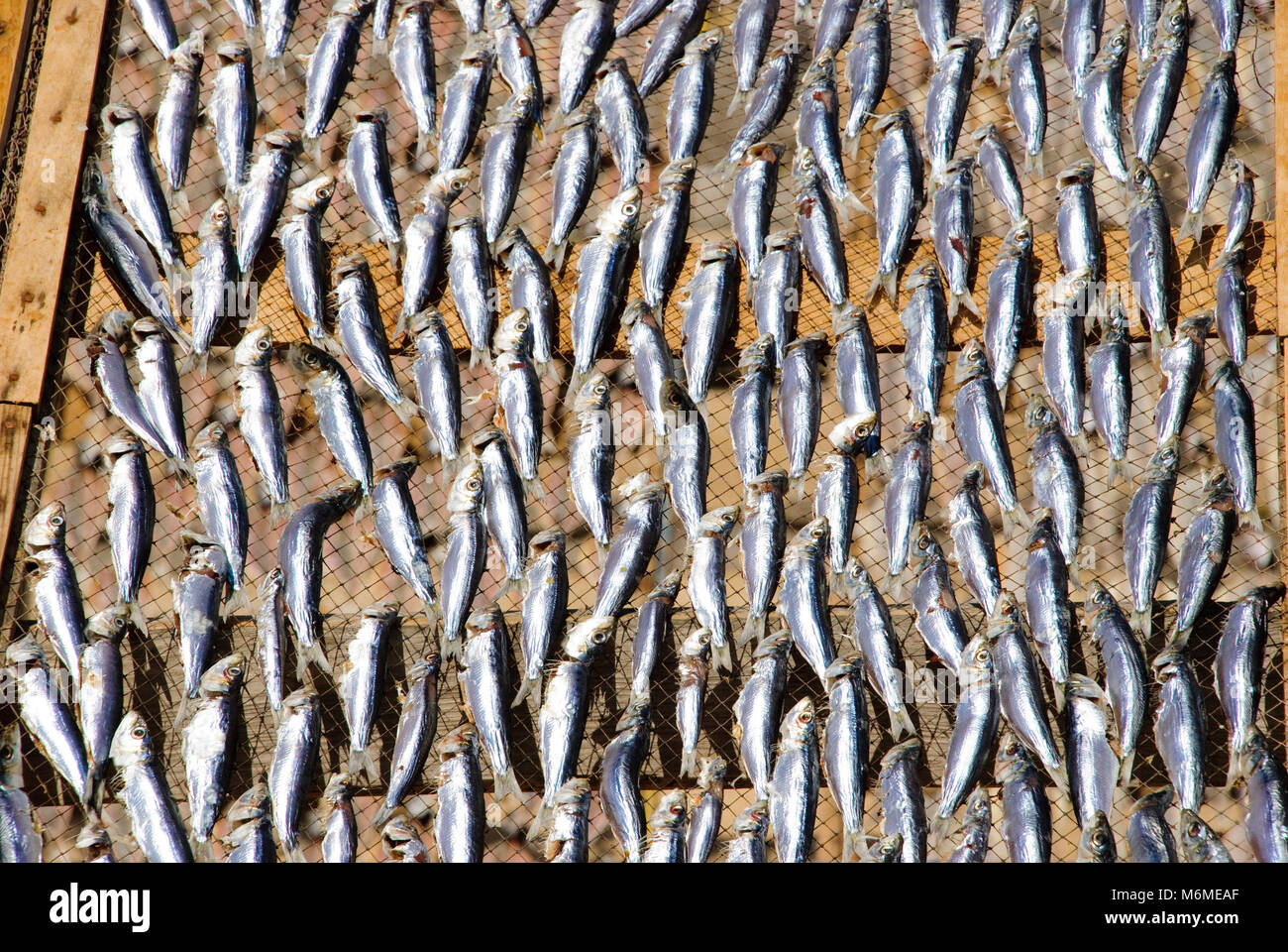 Fische außen Trocknen, Nahaufnahme Stockfoto