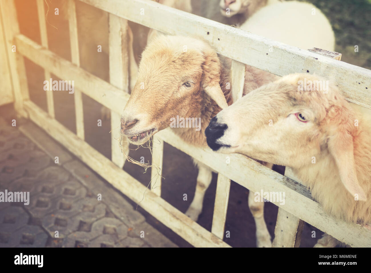 Cute funny Happy sheeps im Freien gerden natur feld Tal. Vintage gefilterten Bild. Stockfoto