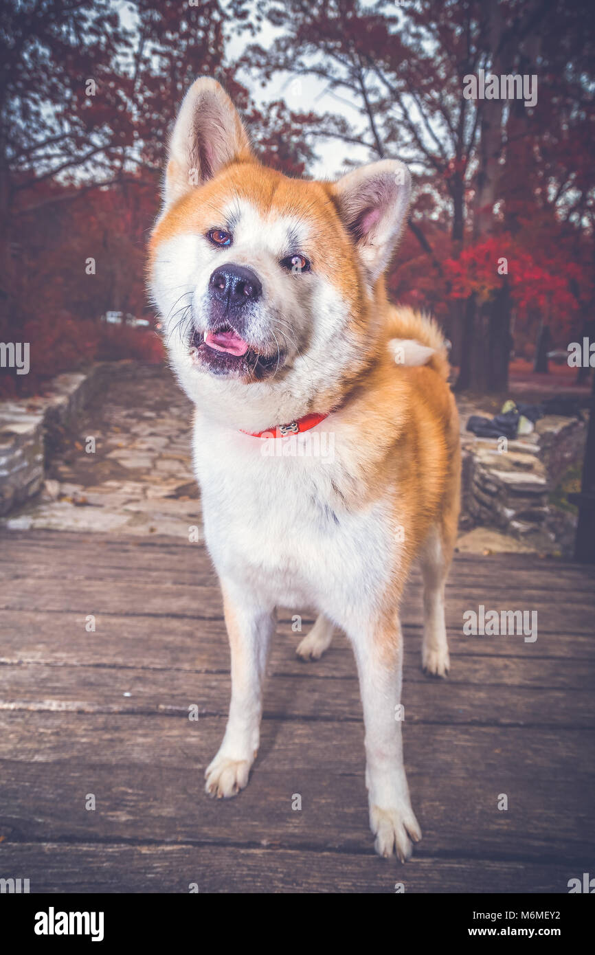 Portrait von Akita Inu Hund im Freien Stockfoto