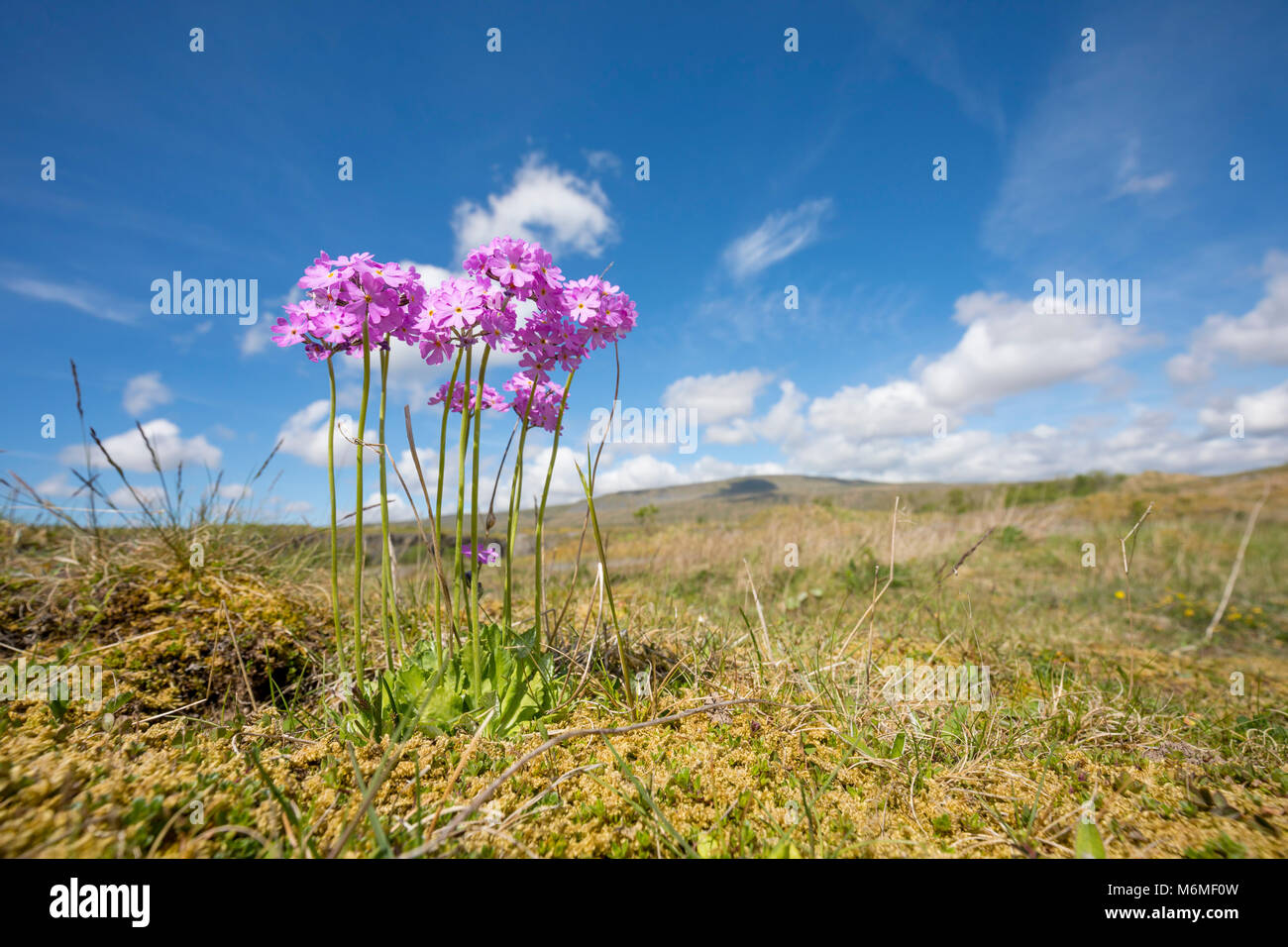 Bird's Eye Primrose; Primula farinosa In Blüte Ribblehead; Yorkshire, UK Stockfoto