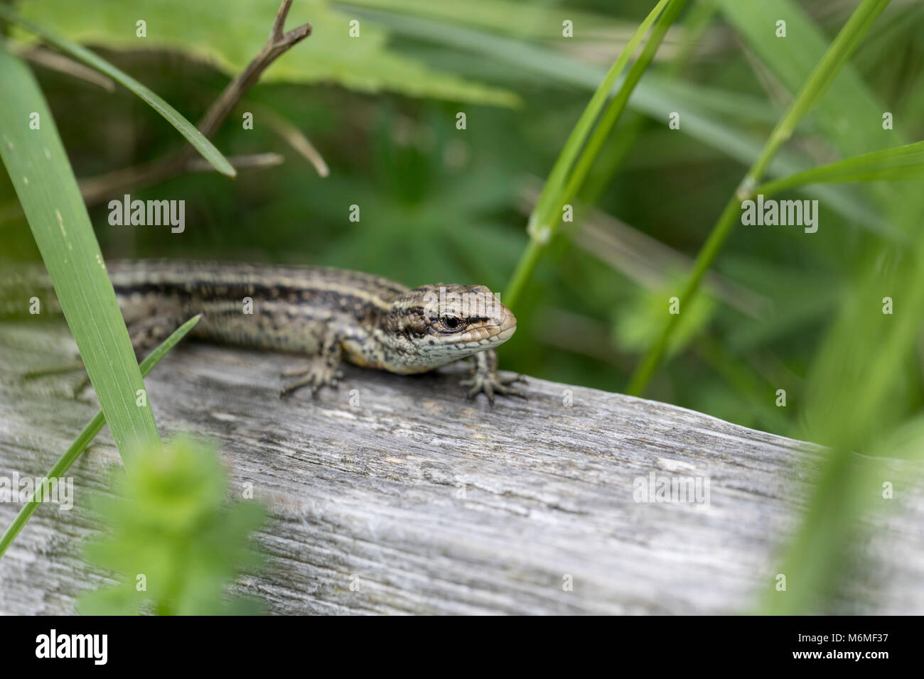 Gemeinsame Lizard, Lacerta Zootoca vivipara Cumbria, Großbritannien Stockfoto