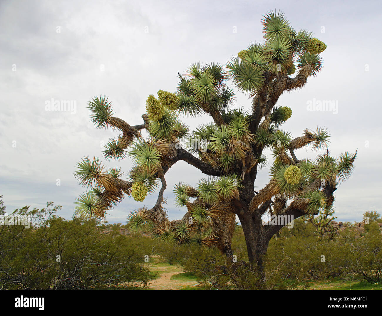Joshua Tree im Arizona Stockfoto