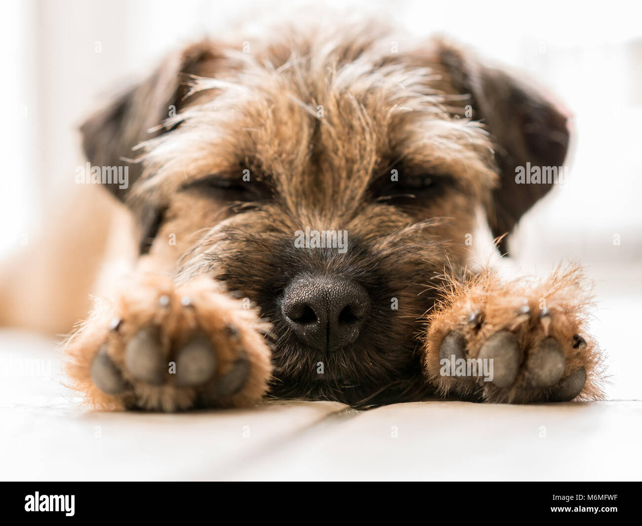 Border Terrier Stockfoto