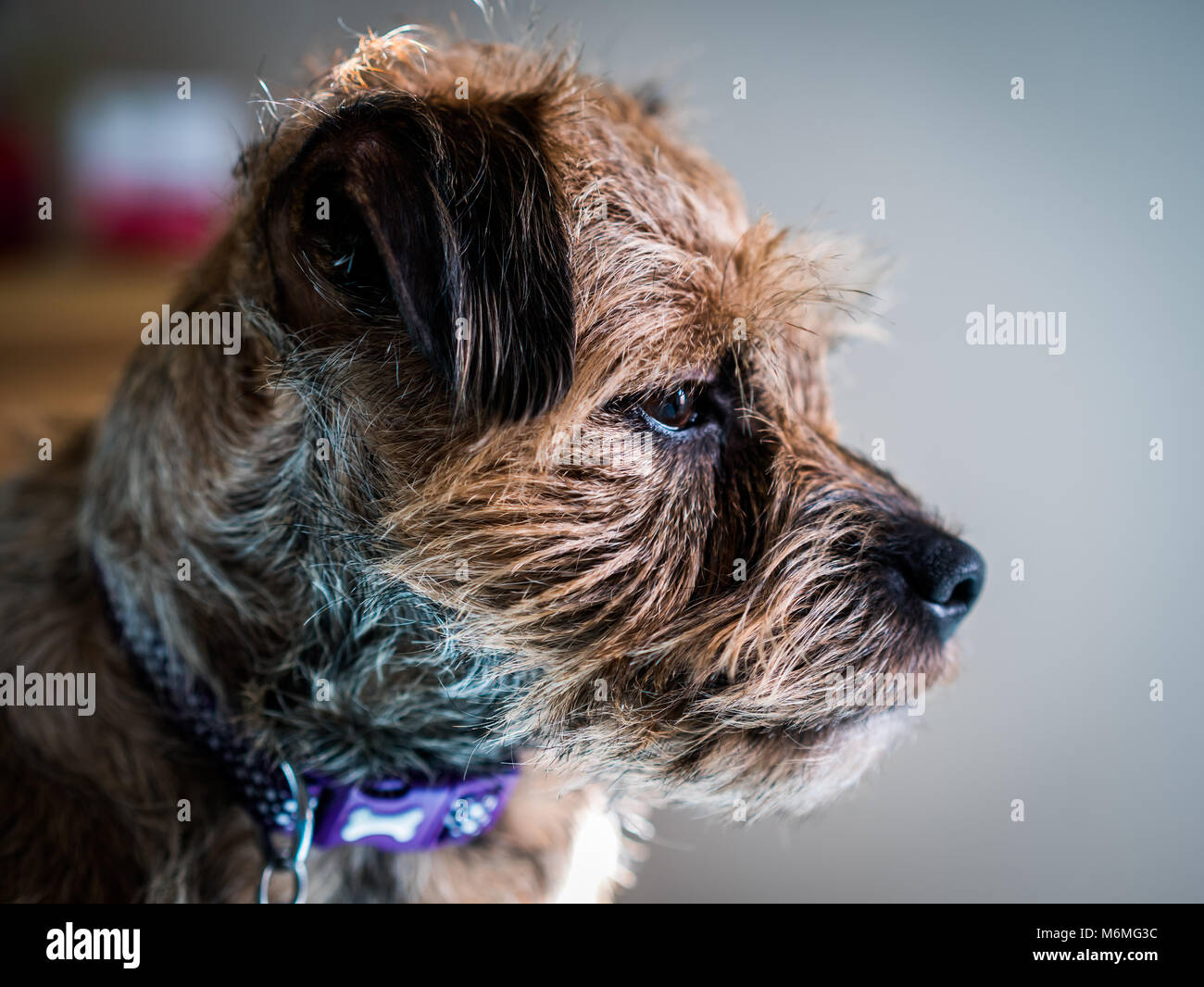 Border Terrier Stockfoto