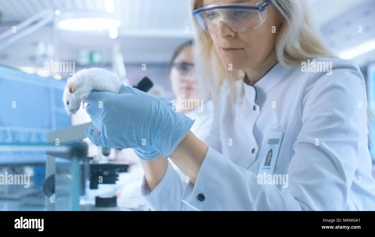 Medizinische Forschung Wissenschaftler Tests Impfstoff experimentelle Droge auf ein Labor Maus Injizieren Sie es mit Spritze. Sie arbeitet in einem hellen, modernen Labor. Stockfoto