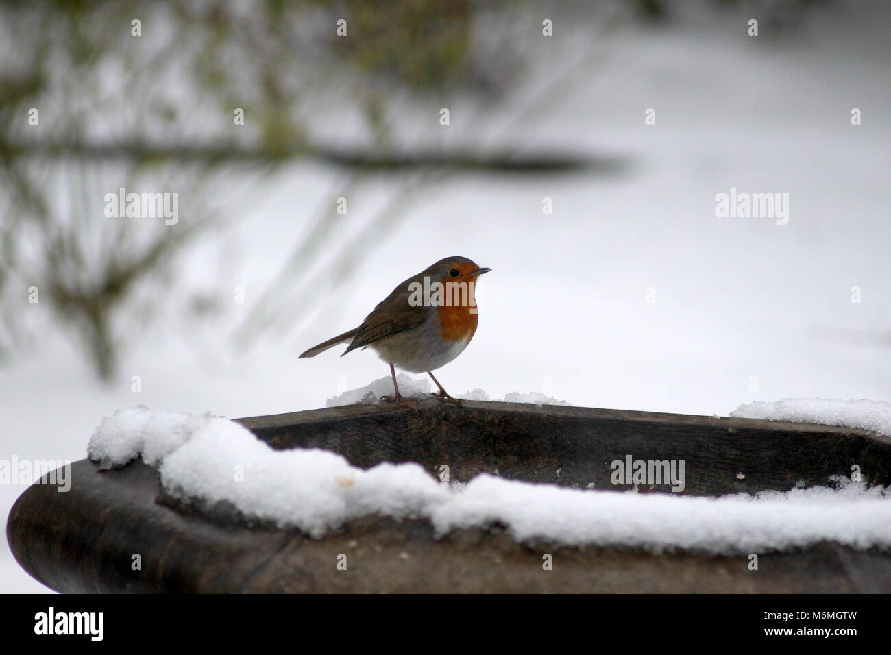 Robin in einem Verschneiten Englischen Garten Stockfoto