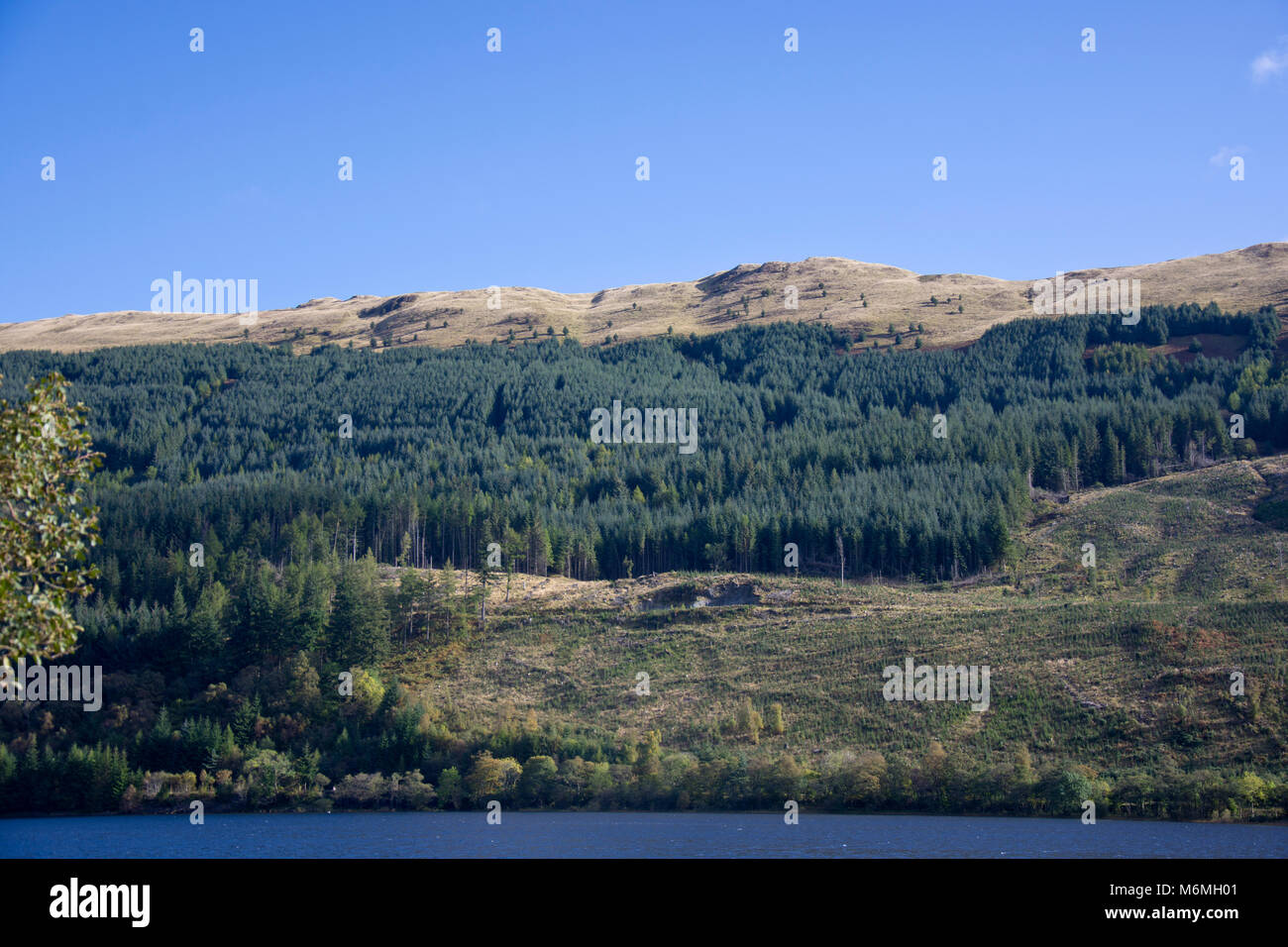 Eine Plantage von immergrünen Bäumen auf den Berg, um die Ufer des Loch Lubnaig, Sterlingshire, Schottland, Großbritannien. Stockfoto
