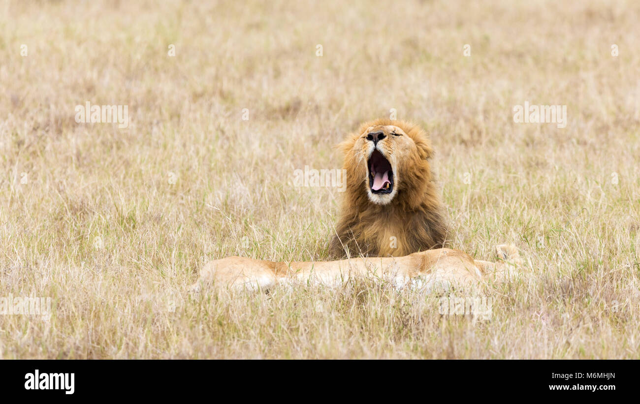 Junger männlicher Löwe brüllt oder gähnt, whislt weiblichen Löwin ruht in dem langen Gras der Masai Mara, Kenia. Stockfoto