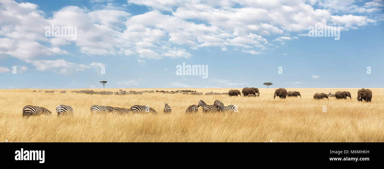 Elefanten Herde und Migrieren von Zebra in der Masai Mara. Panorama in der populären Social Media banner Abmessungen Stockfoto