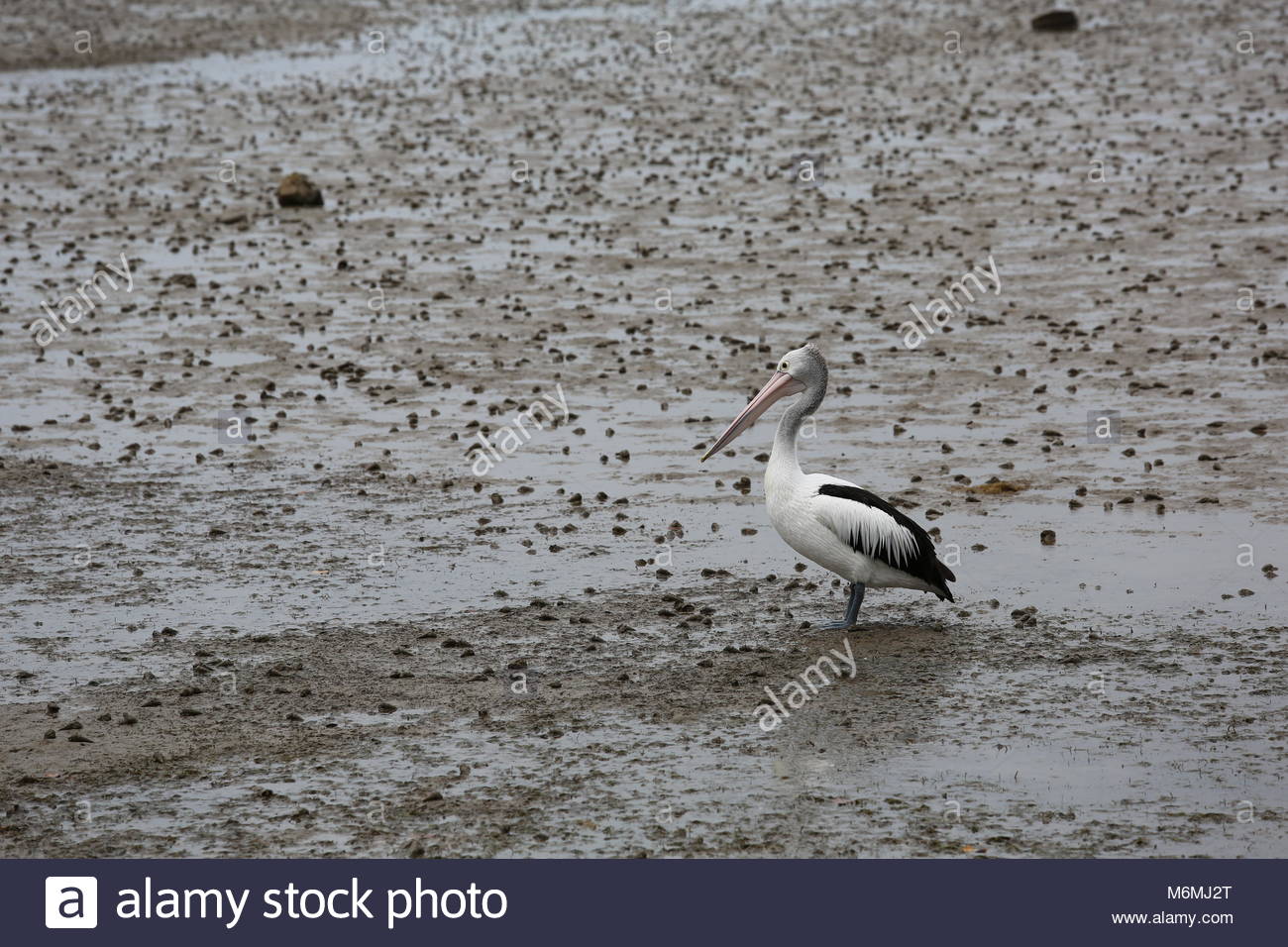 Bei Ebbe ein Pelikan geht den mucky Ufer auf der Suche nach Nahrung. Stockfoto