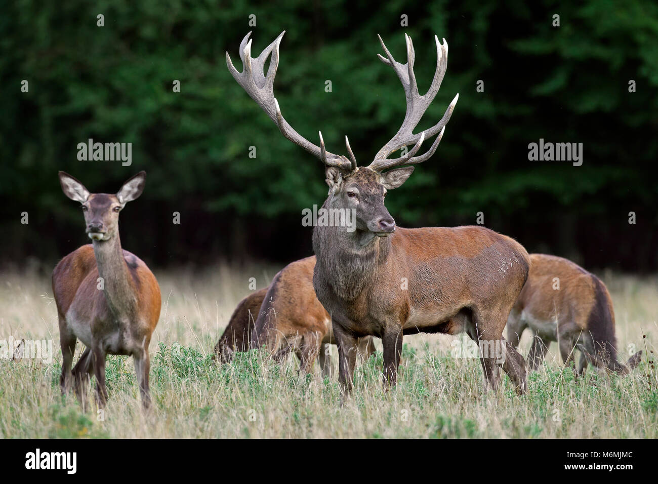 Red Deer (Cervus elaphus) Rothirsch mit riesigen geweihen Herding hinds am Waldrand während der Brunft im Herbst Stockfoto