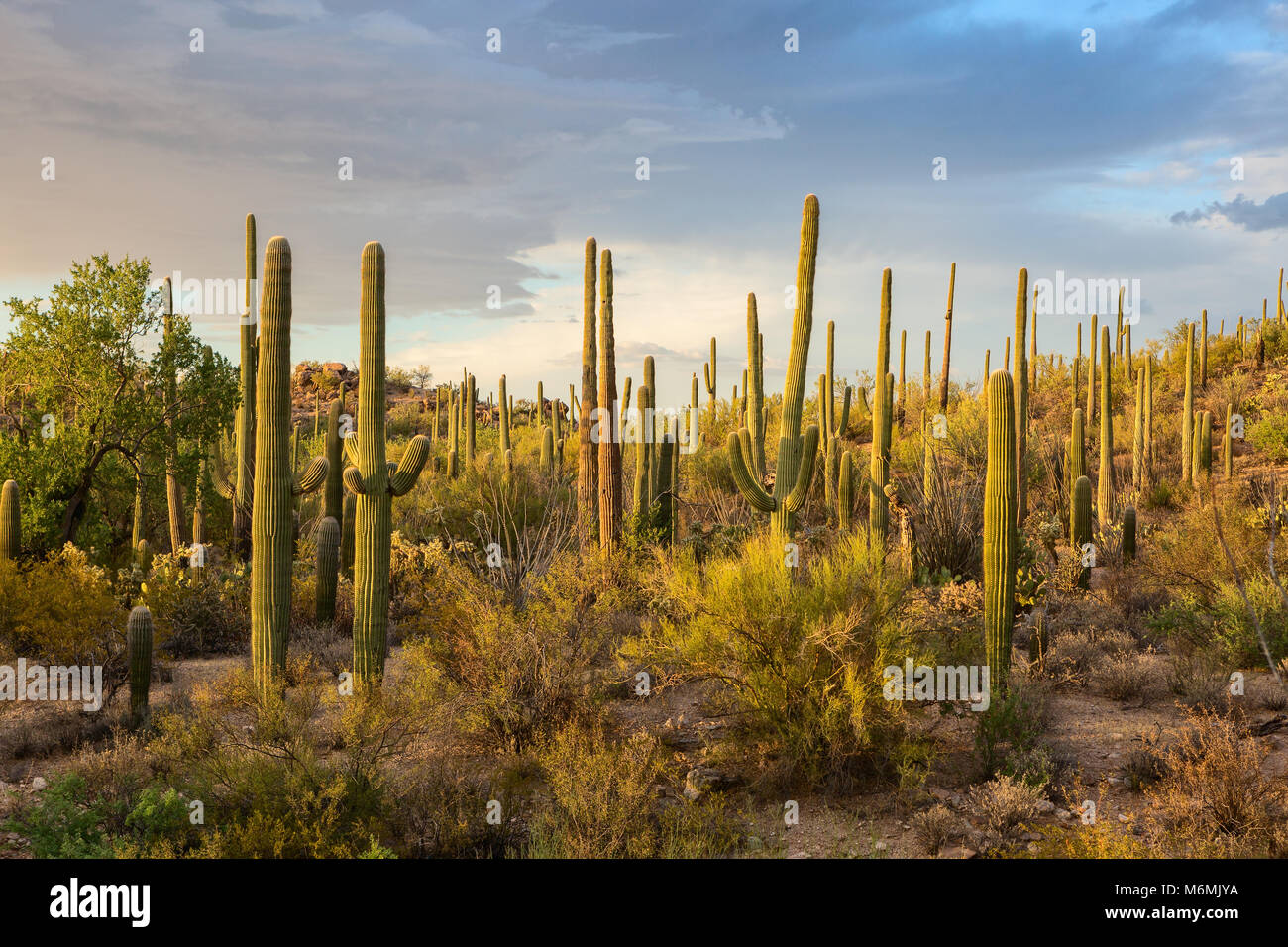 Cactus Klüfte in den Strahlen der untergehenden Sonne, Saguaro National Park, südöstlichen Arizona, Usa. Stockfoto