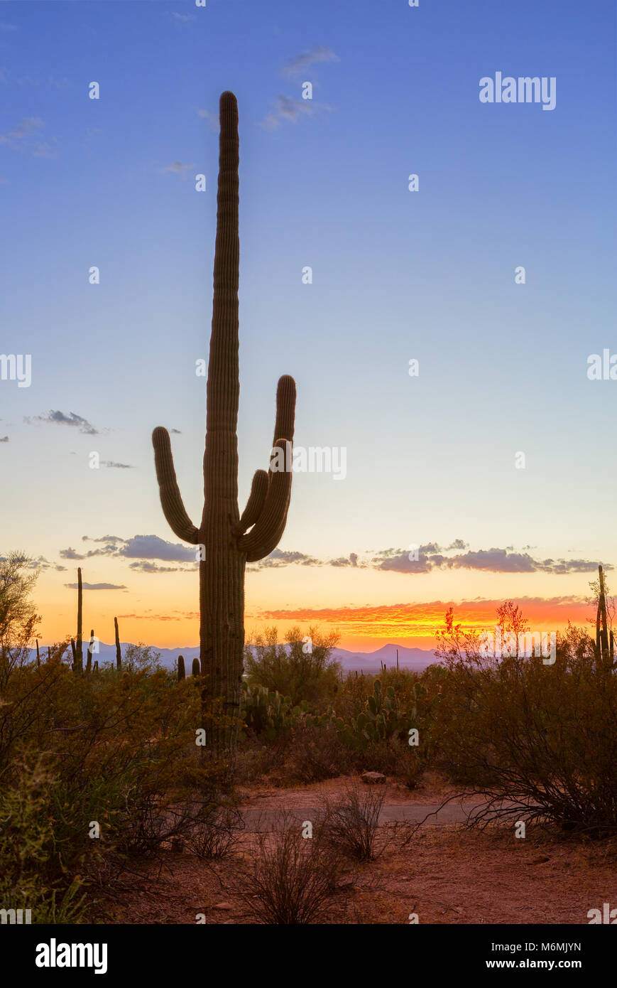 Sonnenuntergang in den Saguaro National Park, in der Nähe von Tucson, südöstlichen Arizona, Usa. Saguaro Kaktus (Carnegiea gigantea) steht gegen eine Eve Stockfoto