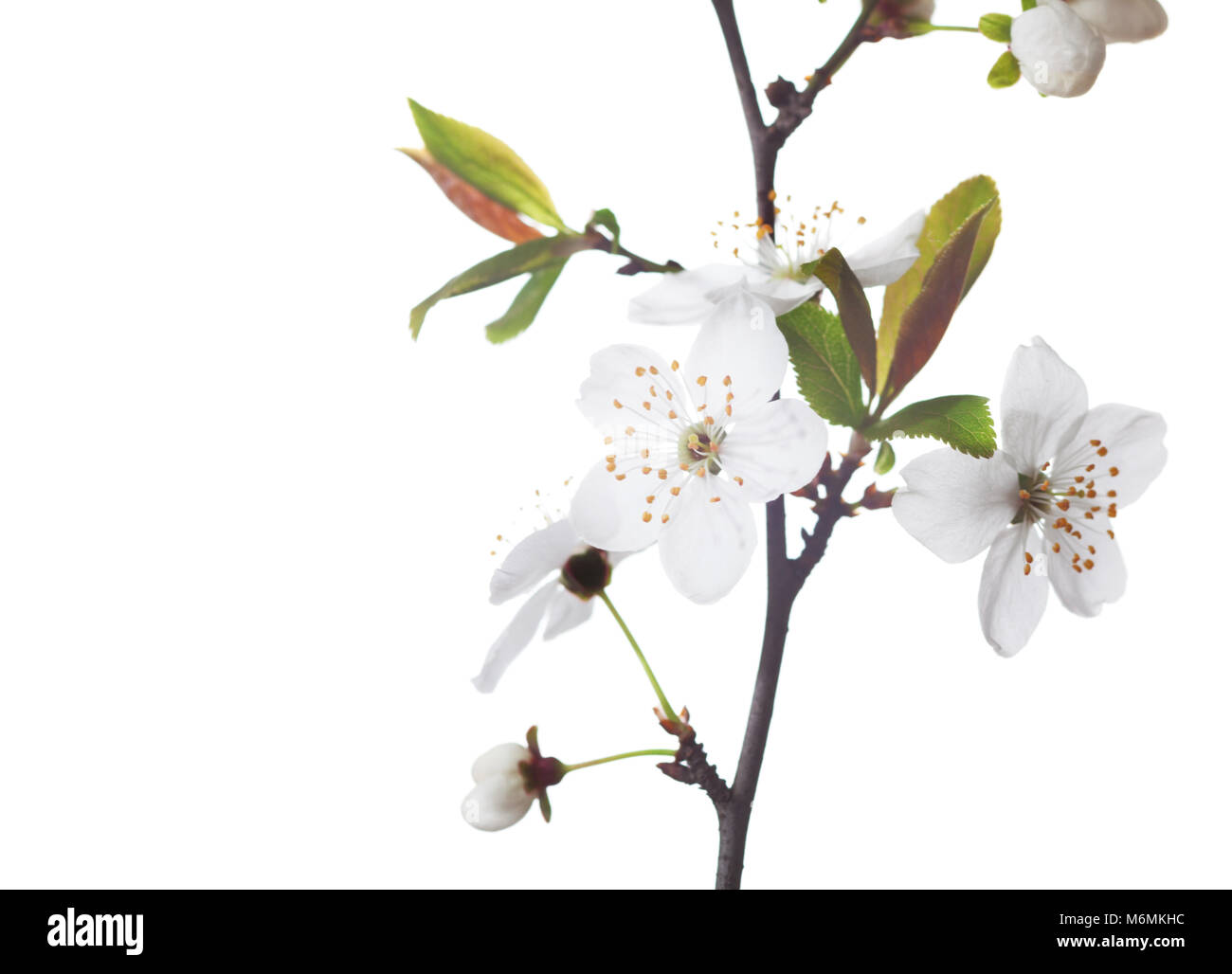 Fragment der Niederlassung in Blüte isoliert auf Weiss. Cherry Plum Stockfoto