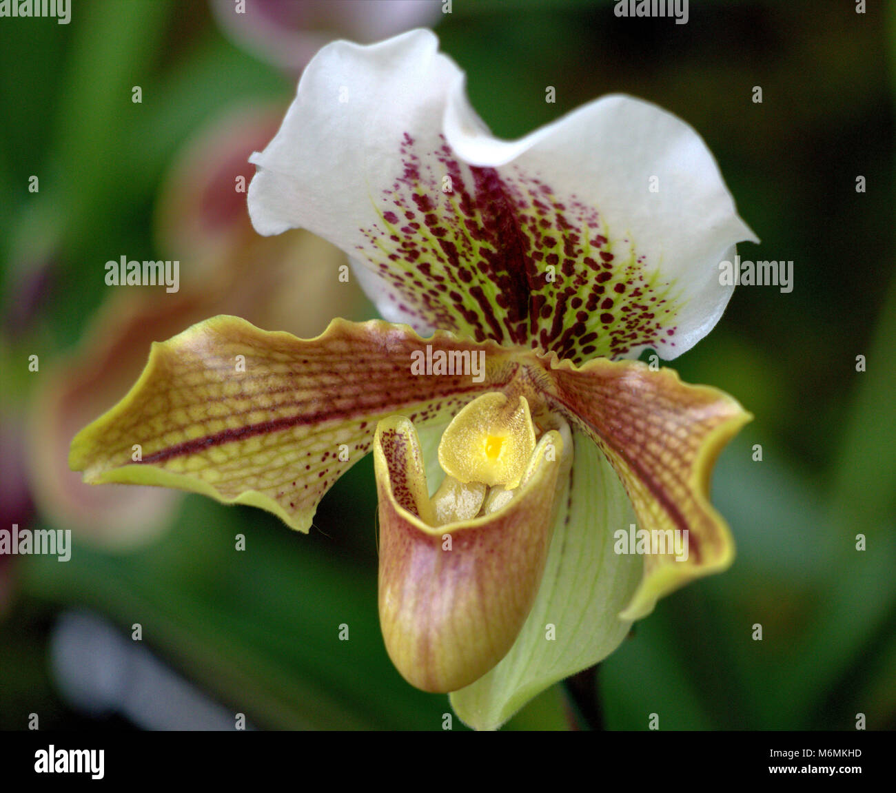 Exotische Lady Slipper Orchid Stockfoto