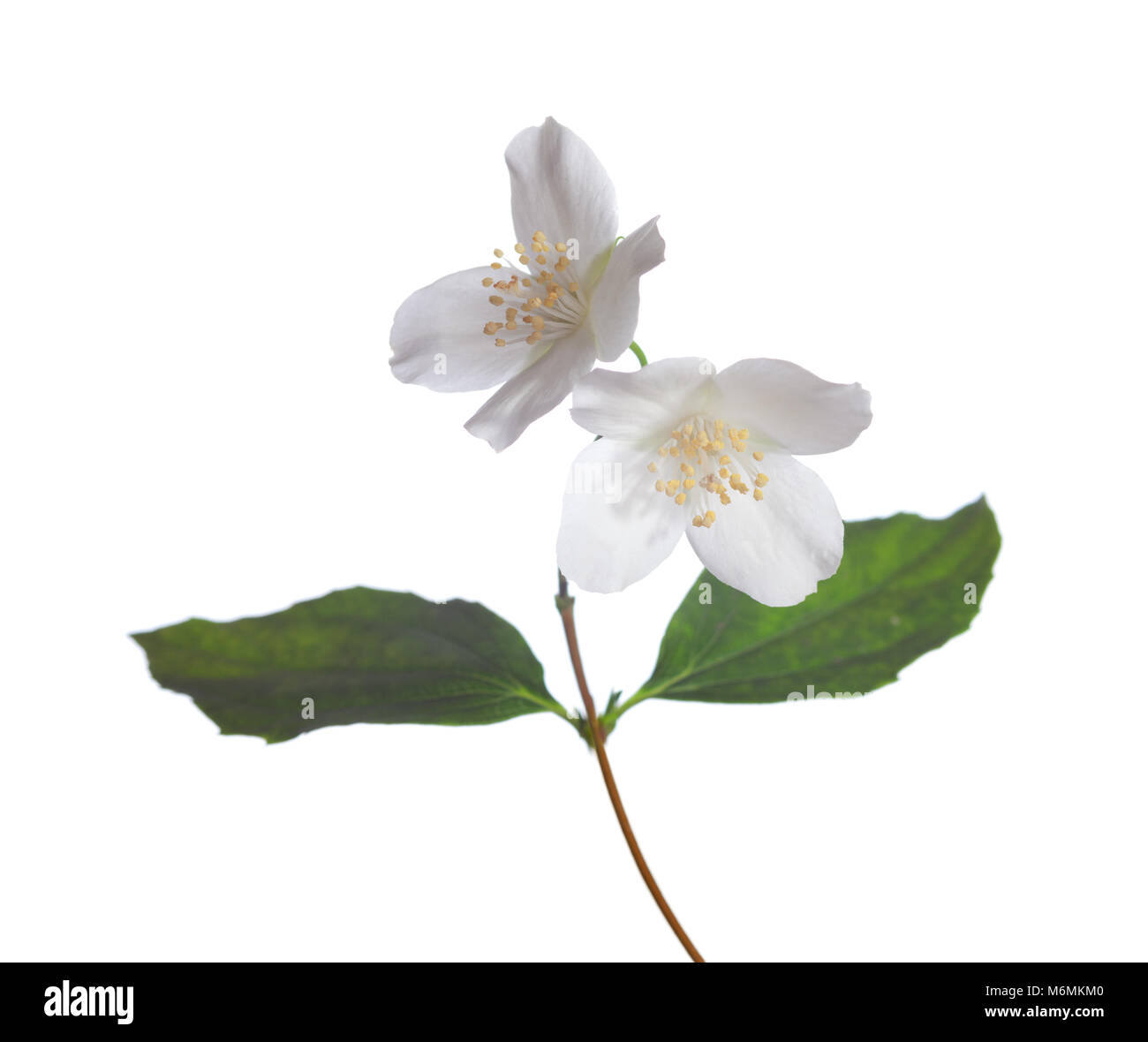 Jasminblüten isoliert auf weißem Hintergrund Stockfoto