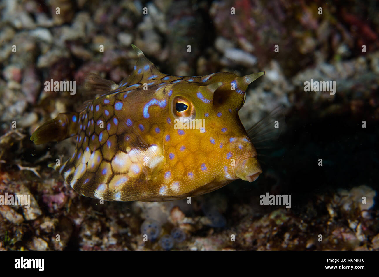 Longhorn Cowfish, Lactoria cornuta, Ostraciidae, Anilao, Philippinen, Asien Stockfoto