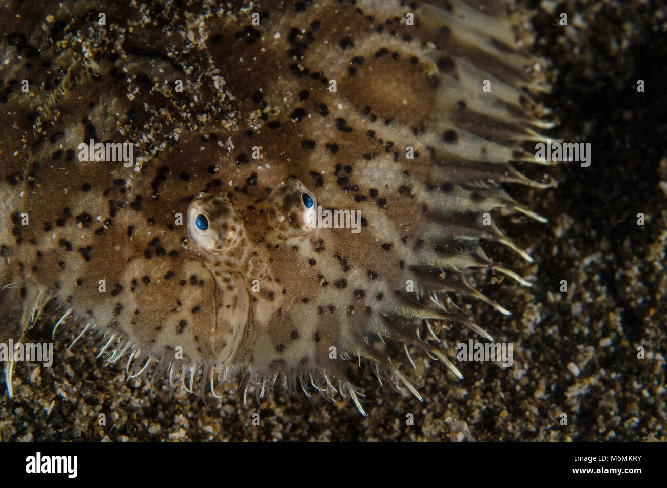 Blackspotted Seezunge, Seezunge, meliert Aseraggodes melanostictus