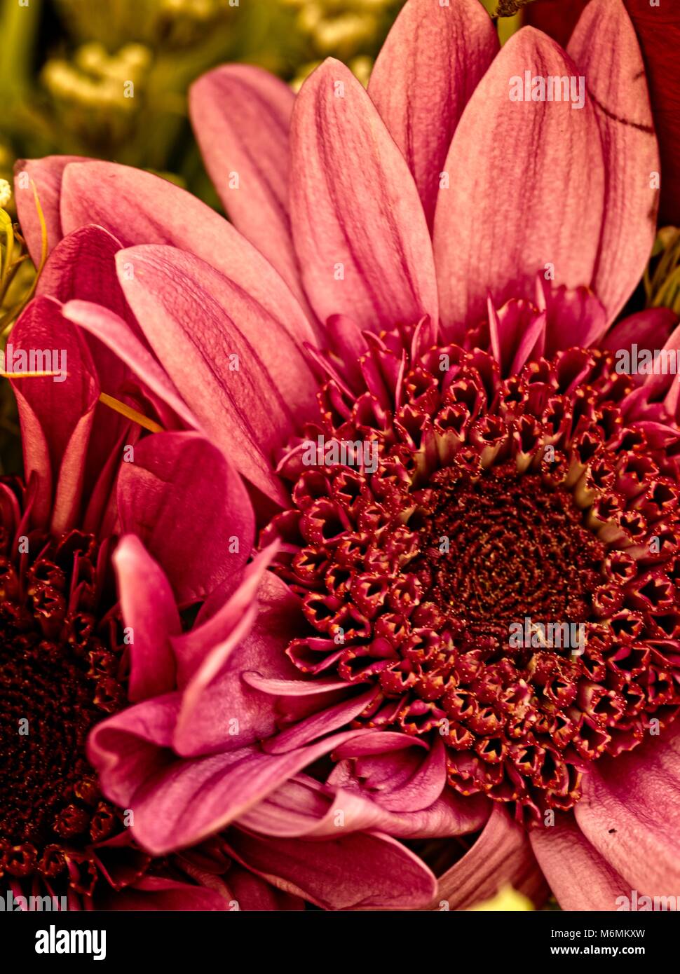 Teil der rosa Blume Stockfoto