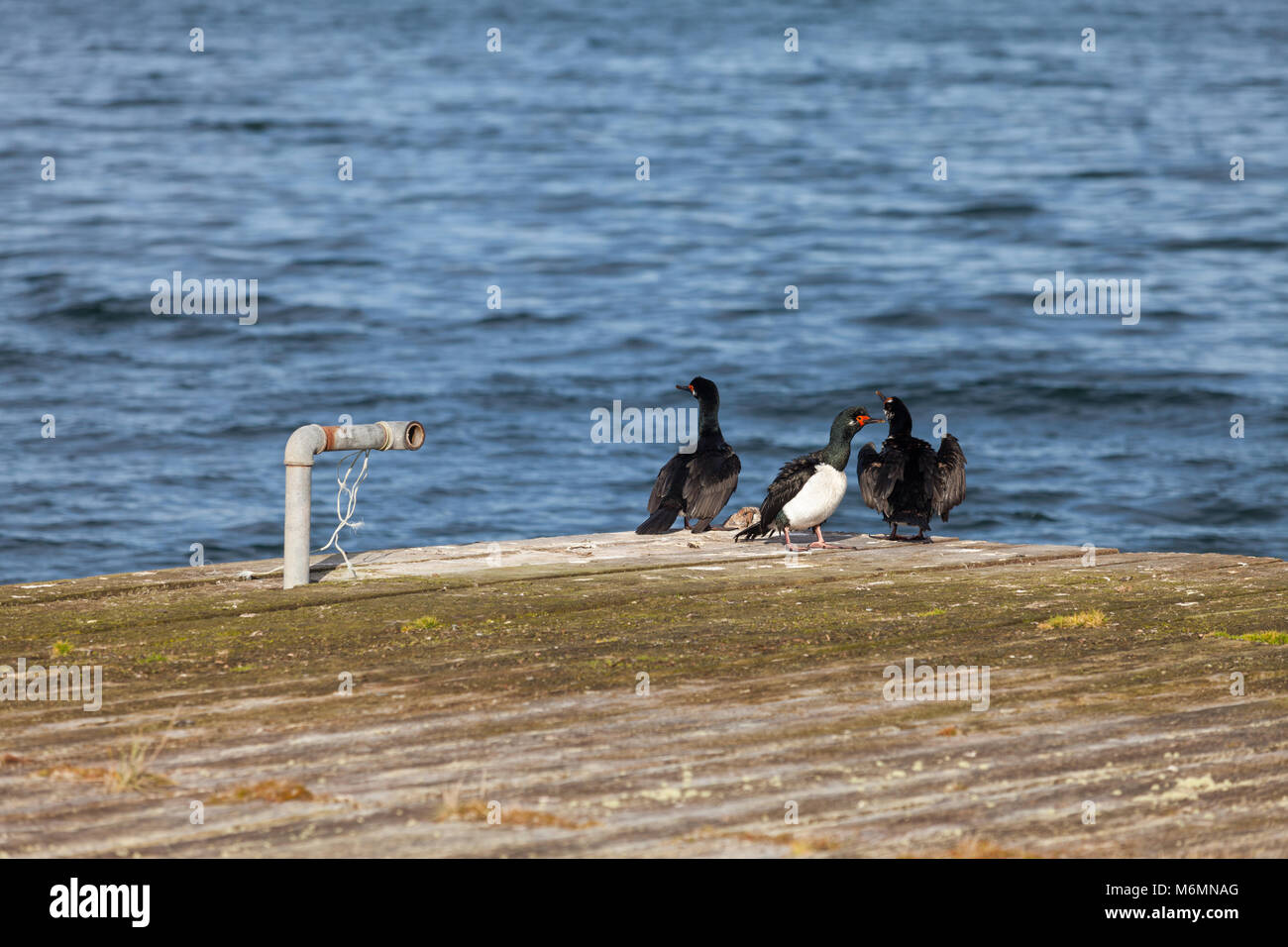 Rock Shag am Pier in Goose Green, Falkland Inseln Stockfoto