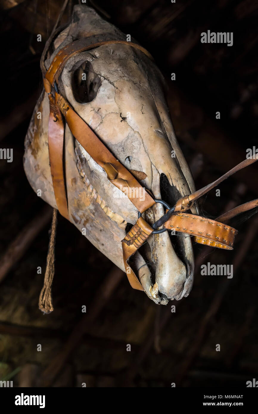 Schädel eines Pferdes auf einem dunklen Hintergrund alte Scheune Stockfoto