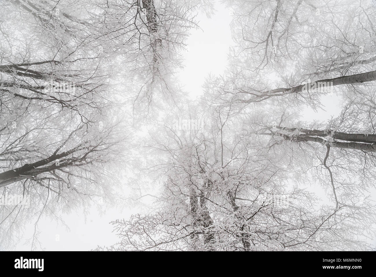 Schöne Bäume gesehen, die von Grund auf Suchen, im Winter Stockfoto