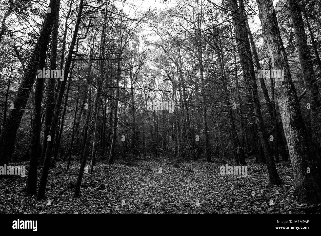 Vogel State Park, Blairsville, Georgia Stockfoto