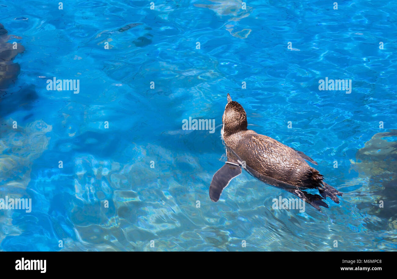 Oben Blick auf einen Pinguin in einem türkisfarbenen Wasser Stockfoto