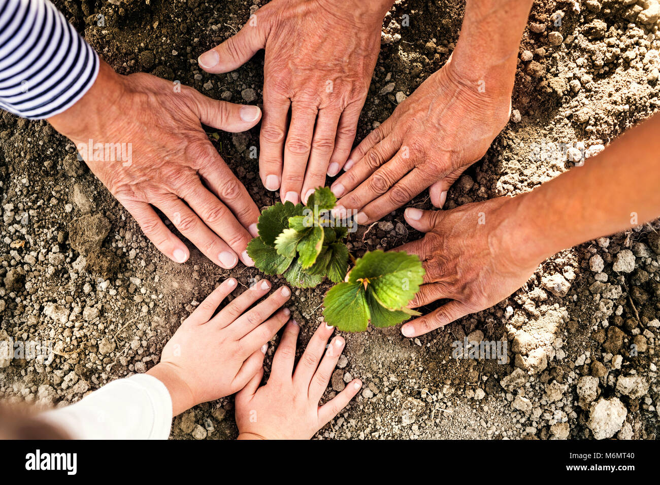 Senior Paar mit Enkelin Gärtnern im Garten. Stockfoto