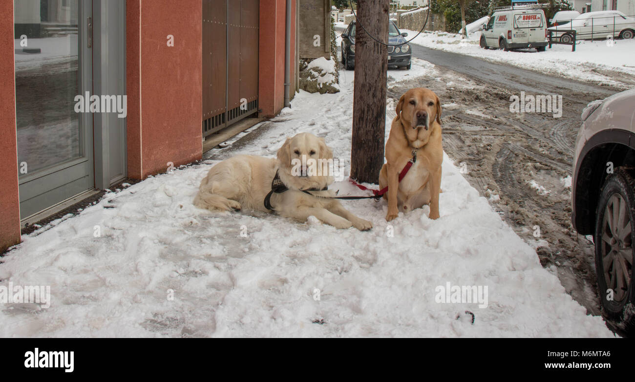Sehr gelangweilt Hunde im Schnee in Dublin. Stockfoto