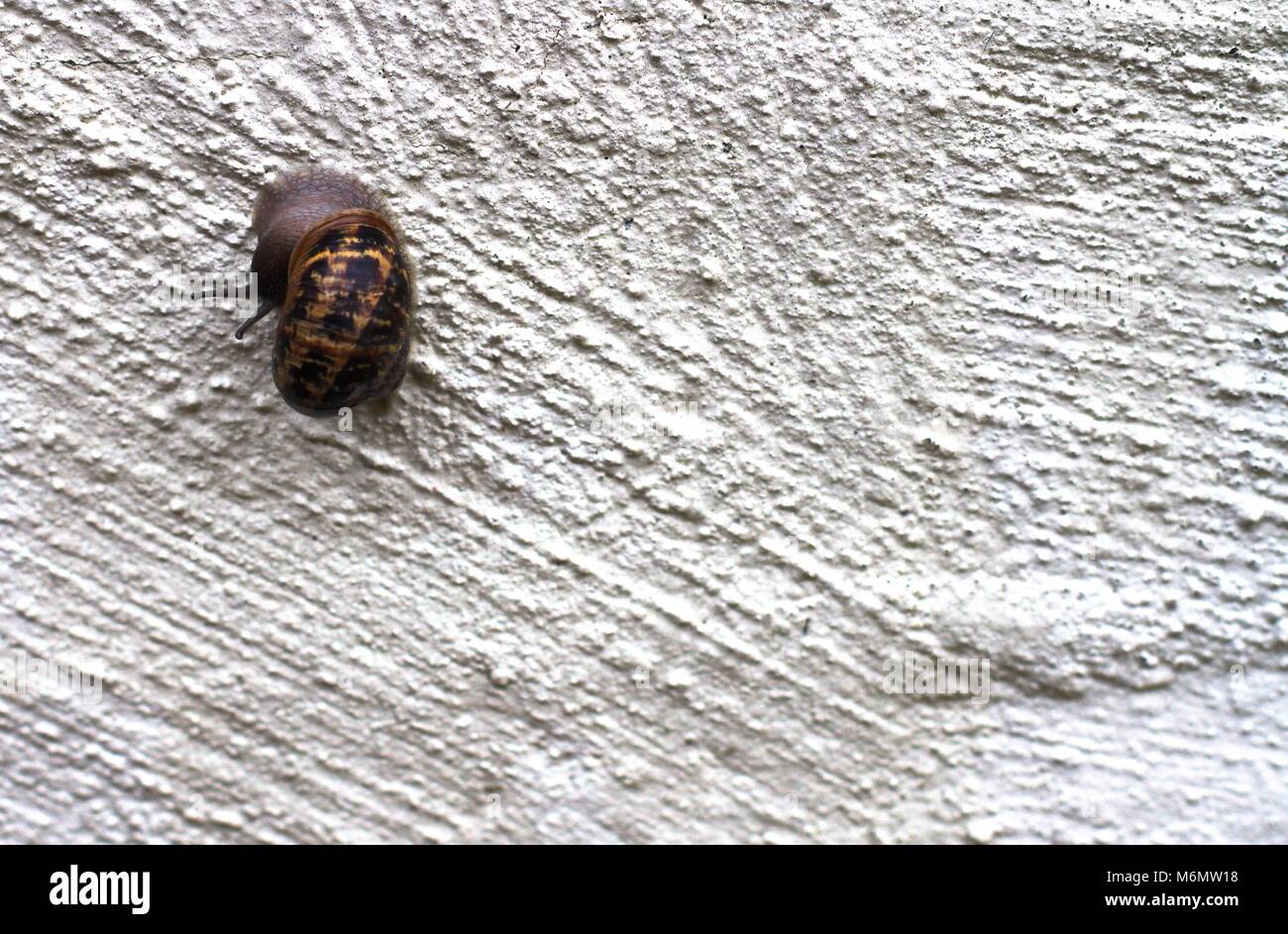 Garten Schnecke Klettern bis Raue weiße Wand. Stockfoto