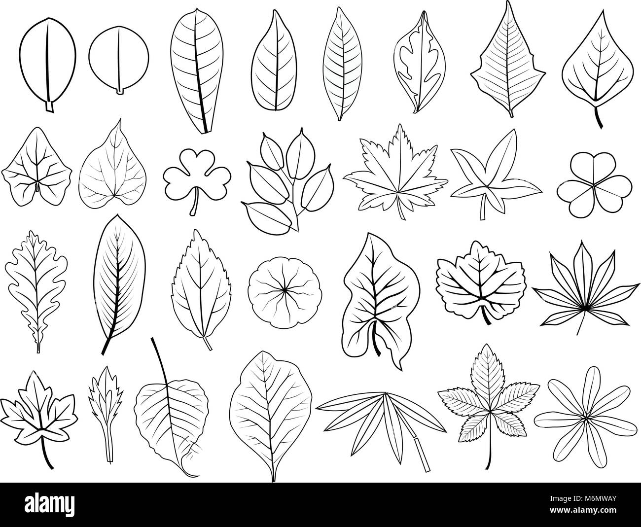 Hand gezeichnete Linie Blätter Vektor einrichten der Trauben, Akazie, Farn, Ulme, Pappel, Eiche, Ahorn, üppigen Bambus, Cassava, Teak, pennywort, Tamarinde, Lotus, Caladium, Stock Vektor