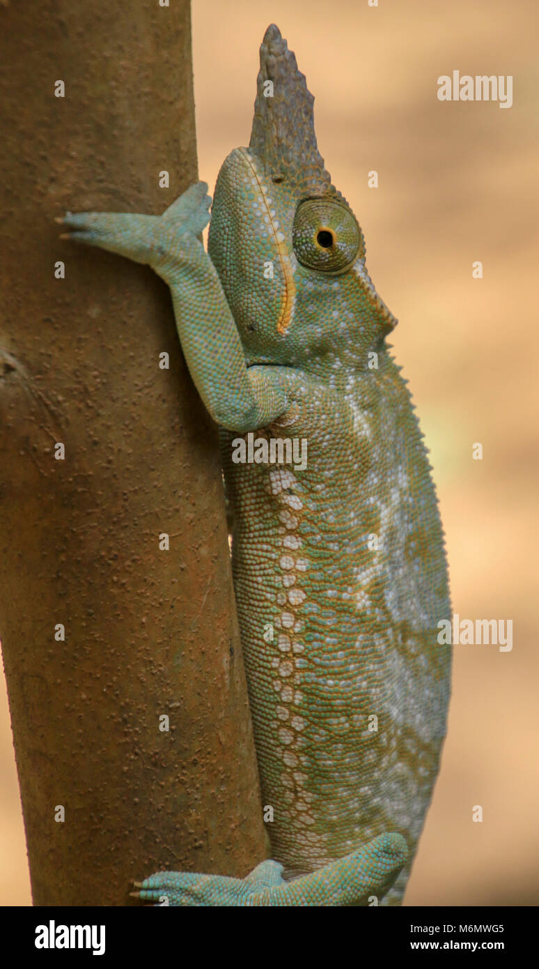 Eine grüne Chamäleon in der Nähe auf einem Zweig. In Madagaskar fotografiert. Stockfoto