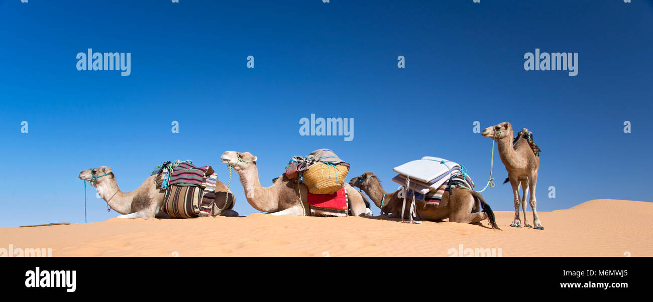 Panorama der Kamele in den Dünen Wüste der Sahara, Südafrika Tunesien Stockfoto