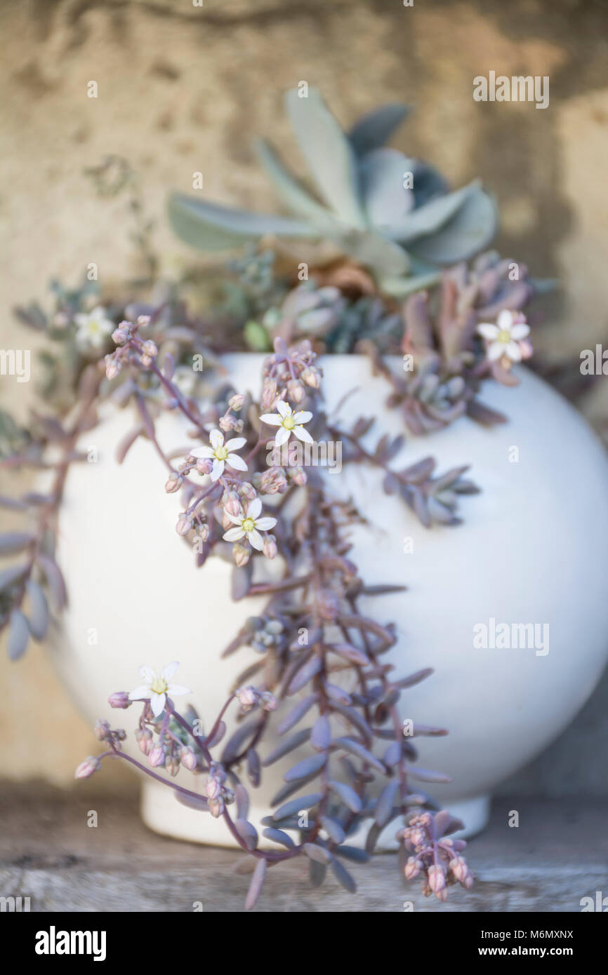 Sedum dasyphyllum Blumen, Dick-leaved Mauerpfeffer, in einem Topf Stockfoto