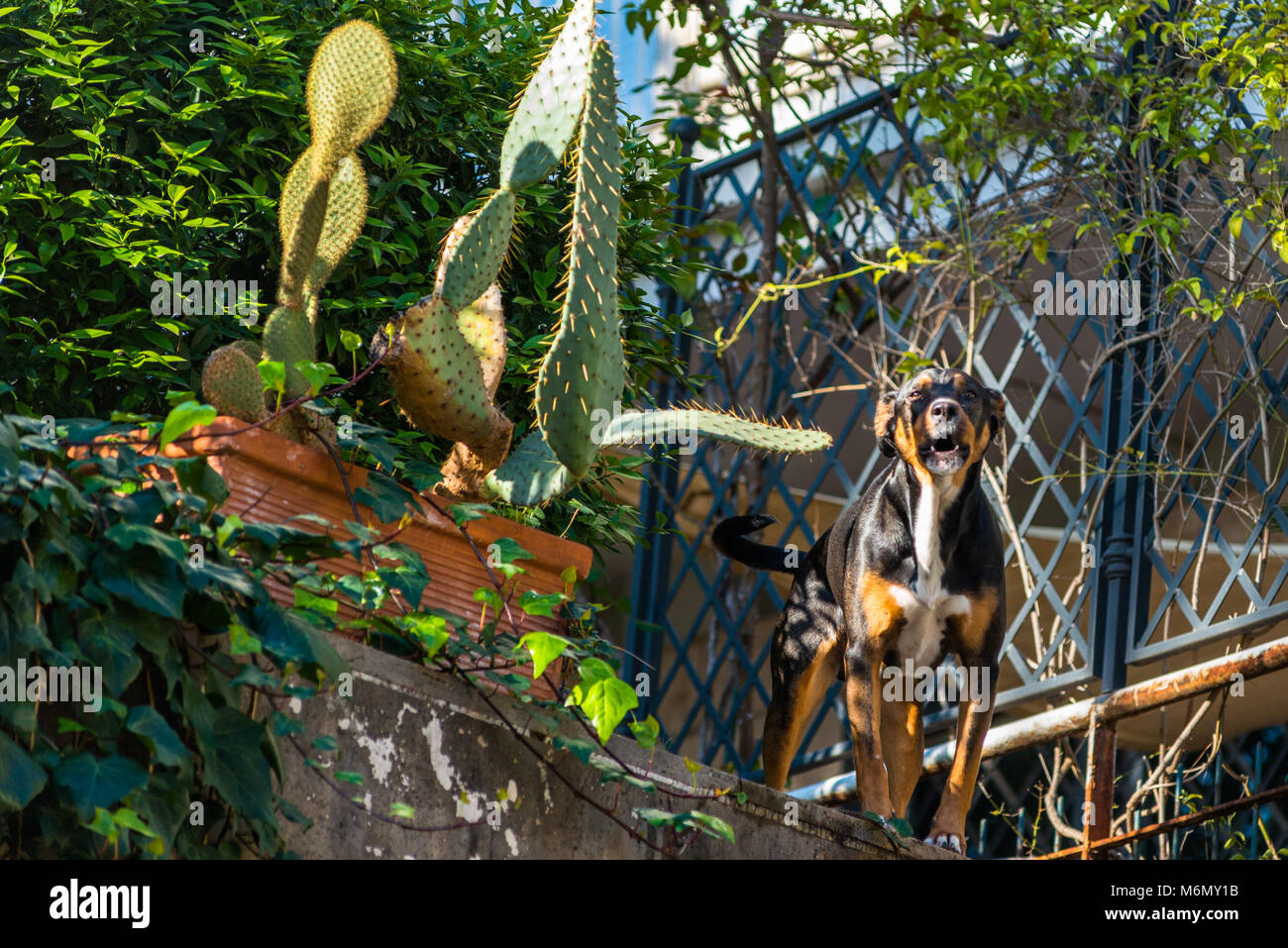 Barking Dog sein Territorium in Wohnimmobilien auf Aventin, Rom, Italien bewachen. Stockfoto
