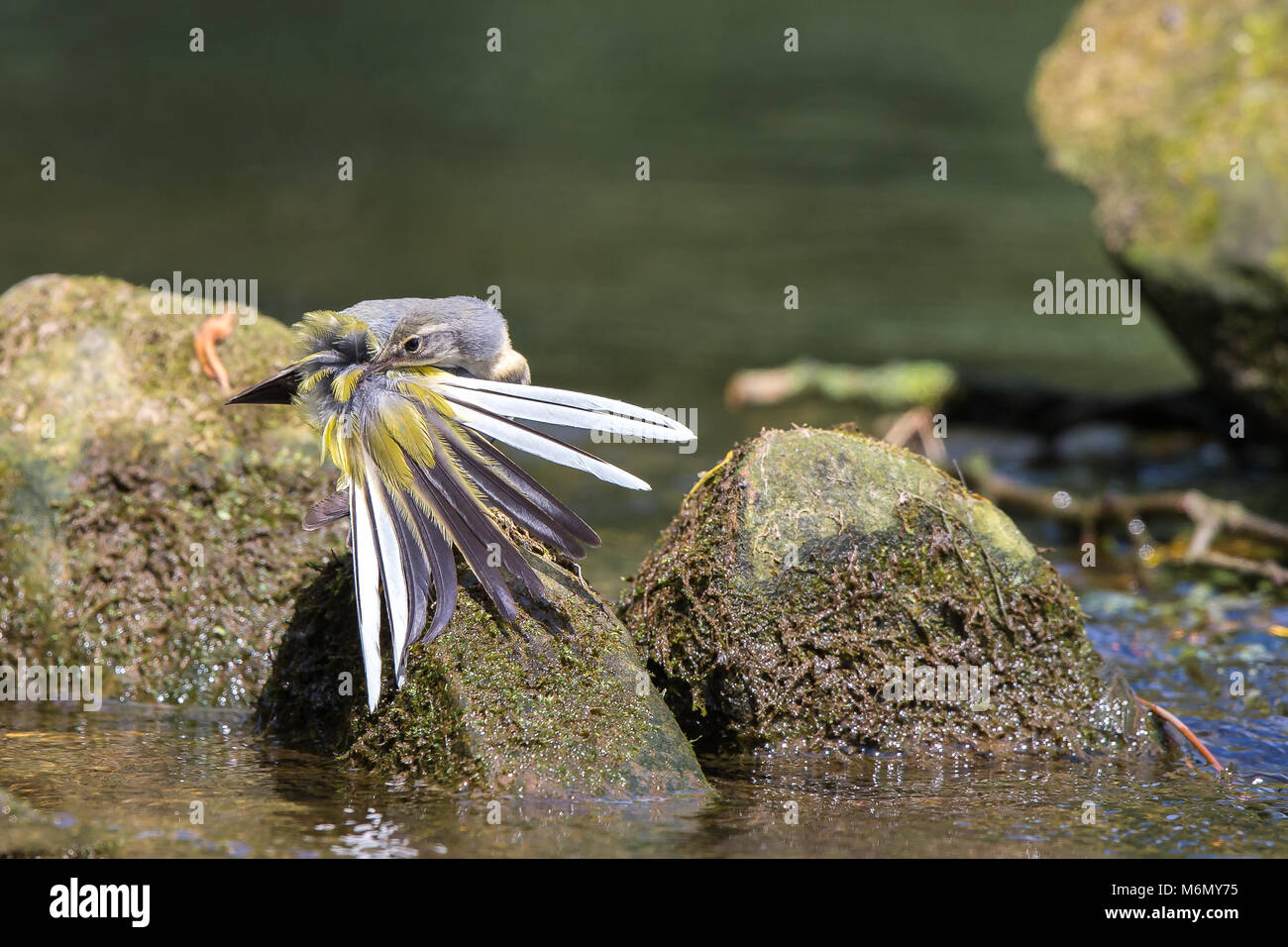 Detailreiche Nahaufnahme der wilden, juvenilen grauen Bachstelze (Motacilla cinerea), die Schwanzfedern ausfächelt und am Rand des britischen Wassers auf Felsen predigt. Stockfoto