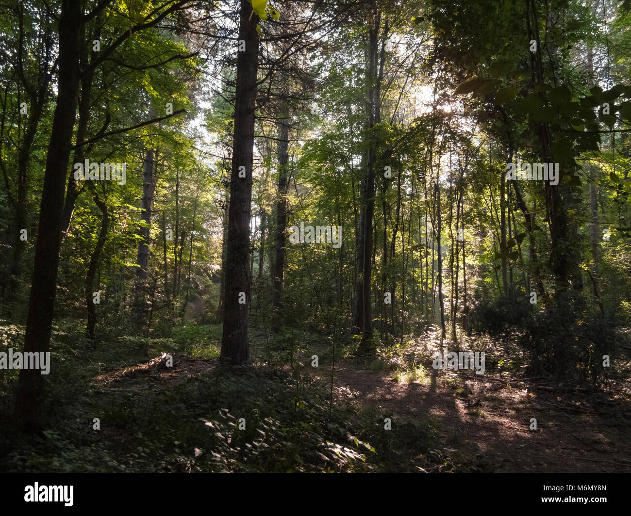 Am frühen Morgen Sonne durch Bäume Stockfoto