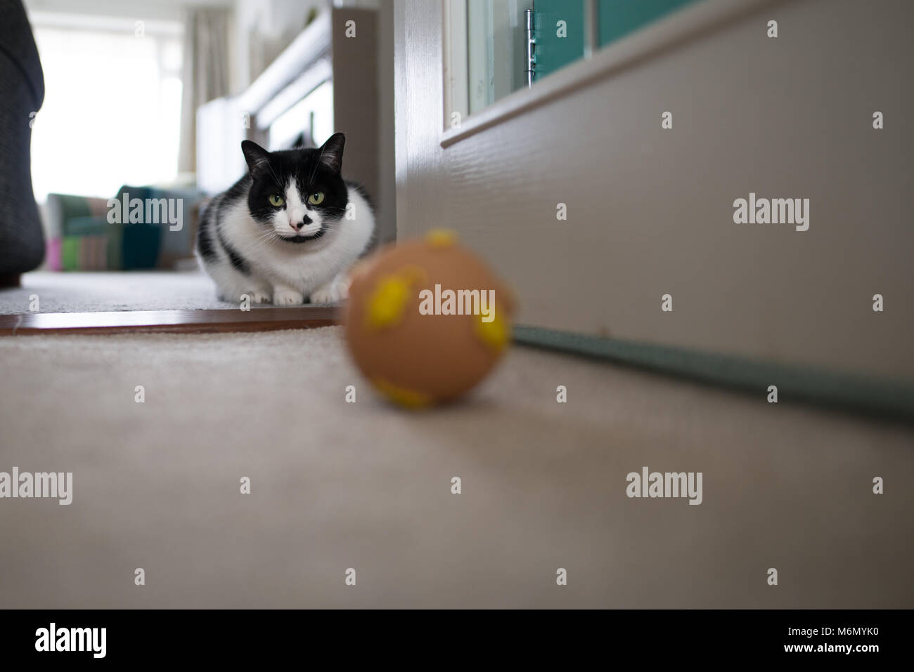 Katze im Fish Ball Spielzeug suchen Stockfoto