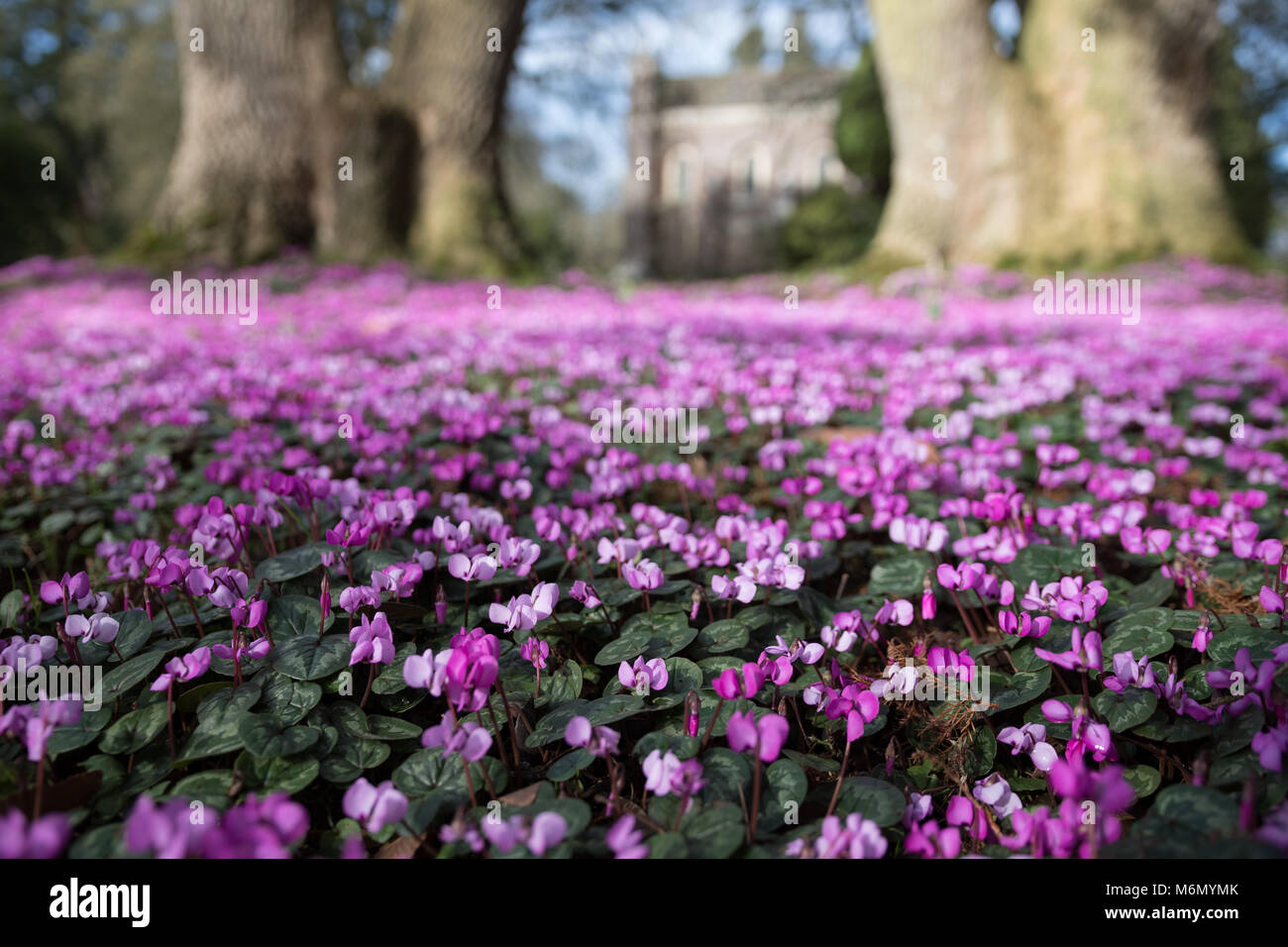 Lila Teppich Stockfotos Lila Teppich Bilder Alamy