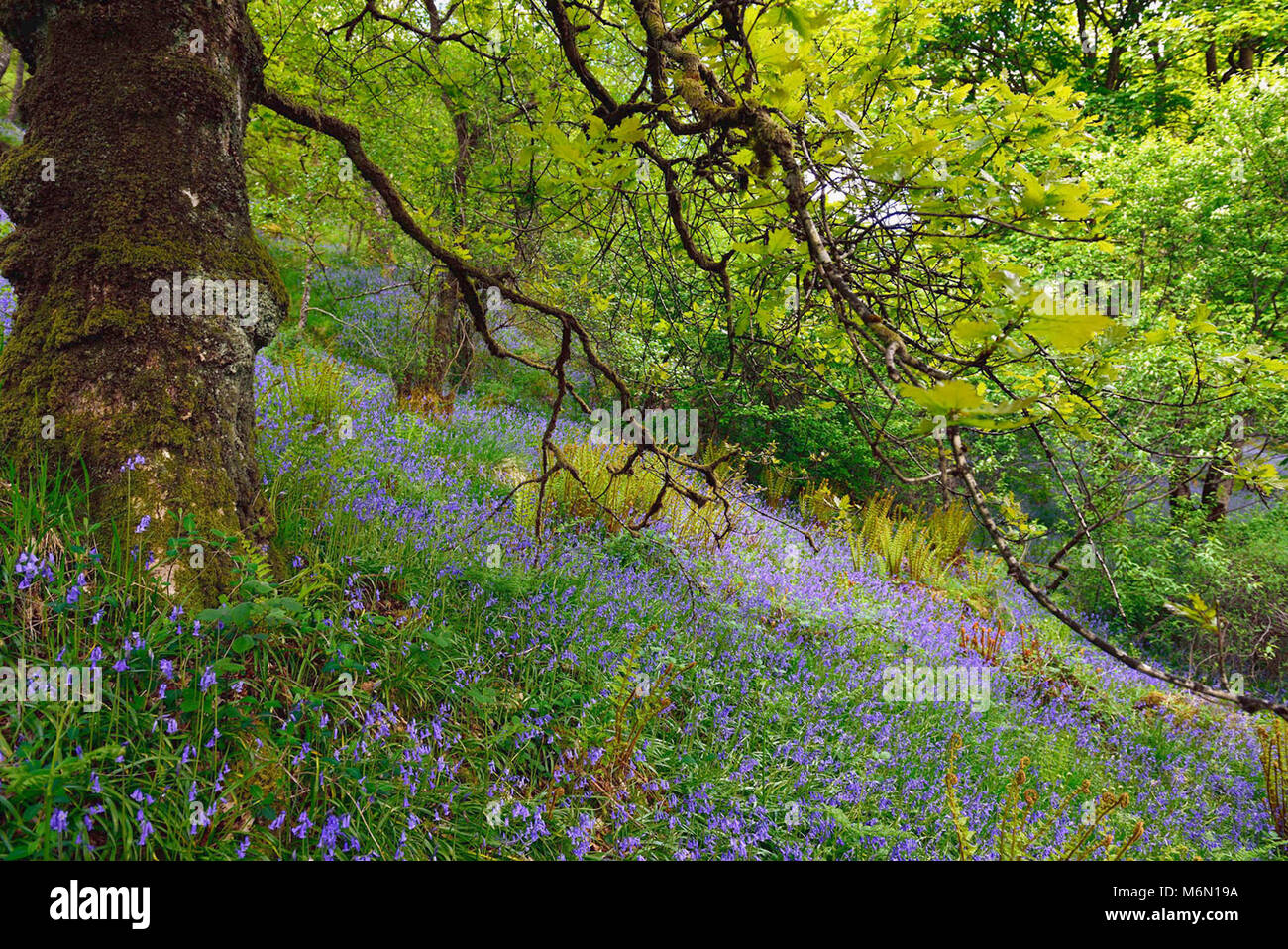 Wald von Paimpont, auch als den Wald von Broceliande bekannt: Hyazinthen im Unterholz Stockfoto