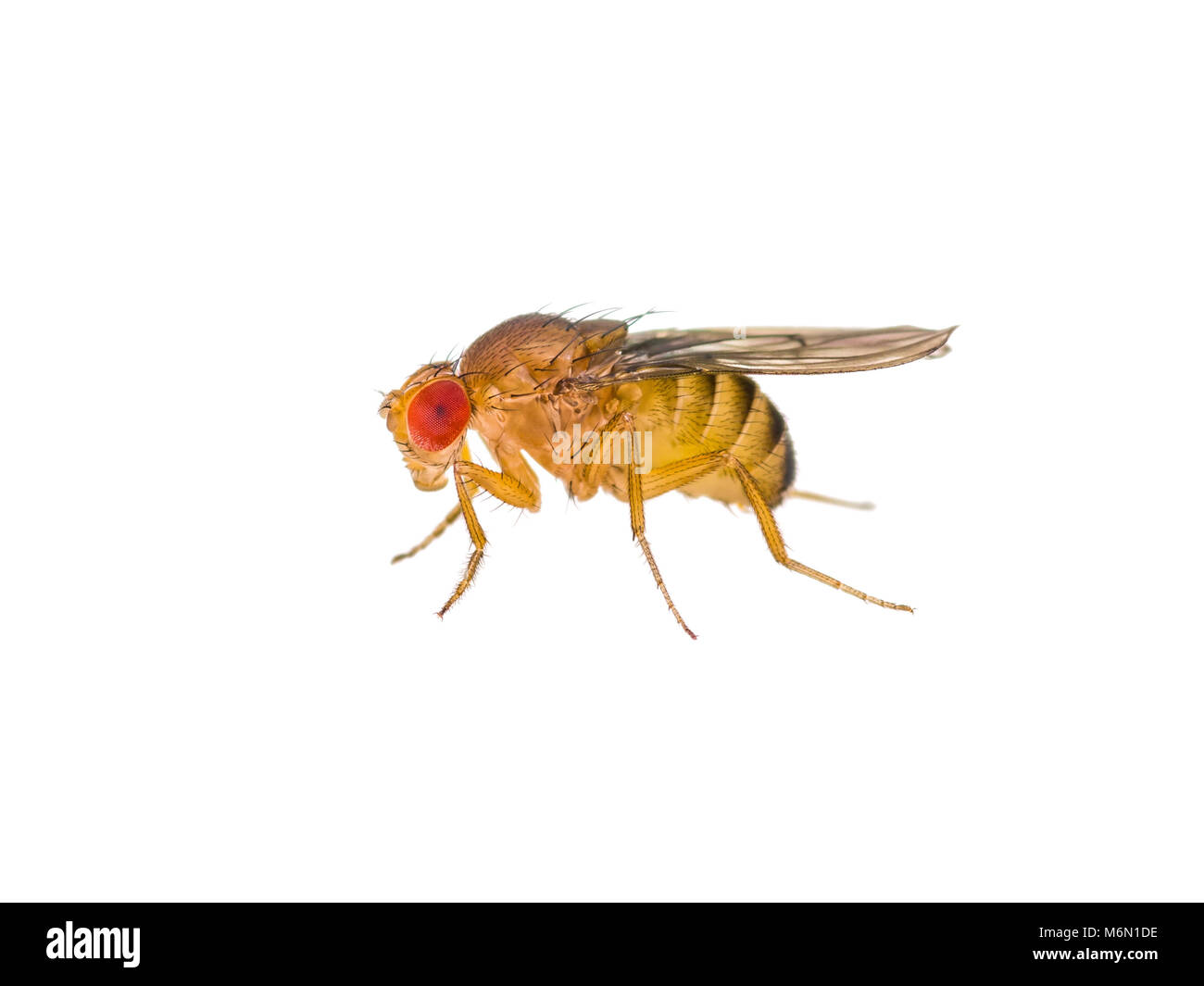 Fruchtfliege Drosophila Insekt isoliert auf weißem Makro Stockfoto