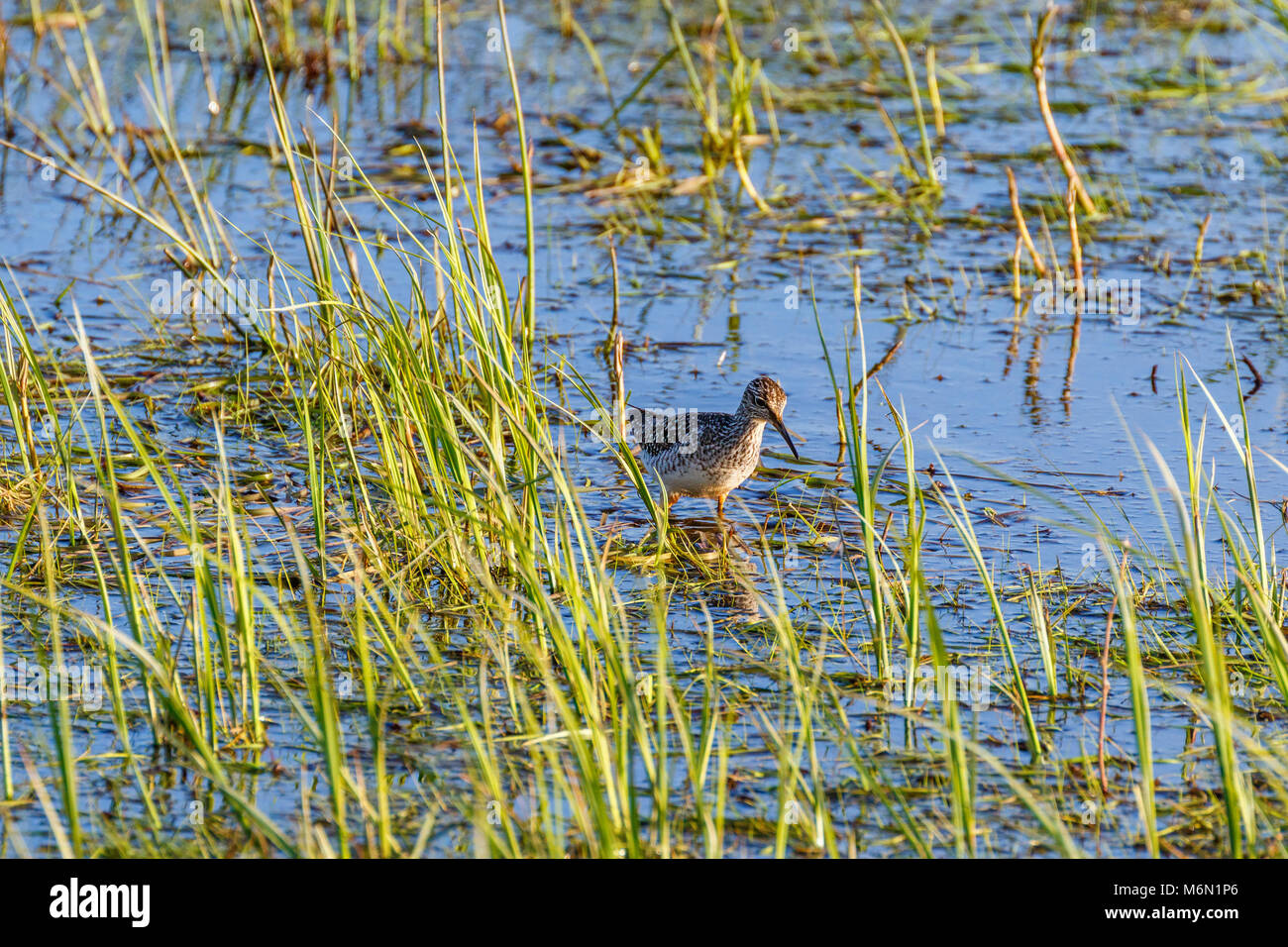 Bruchwasserläufer zu Fuß im Wasser Stockfoto