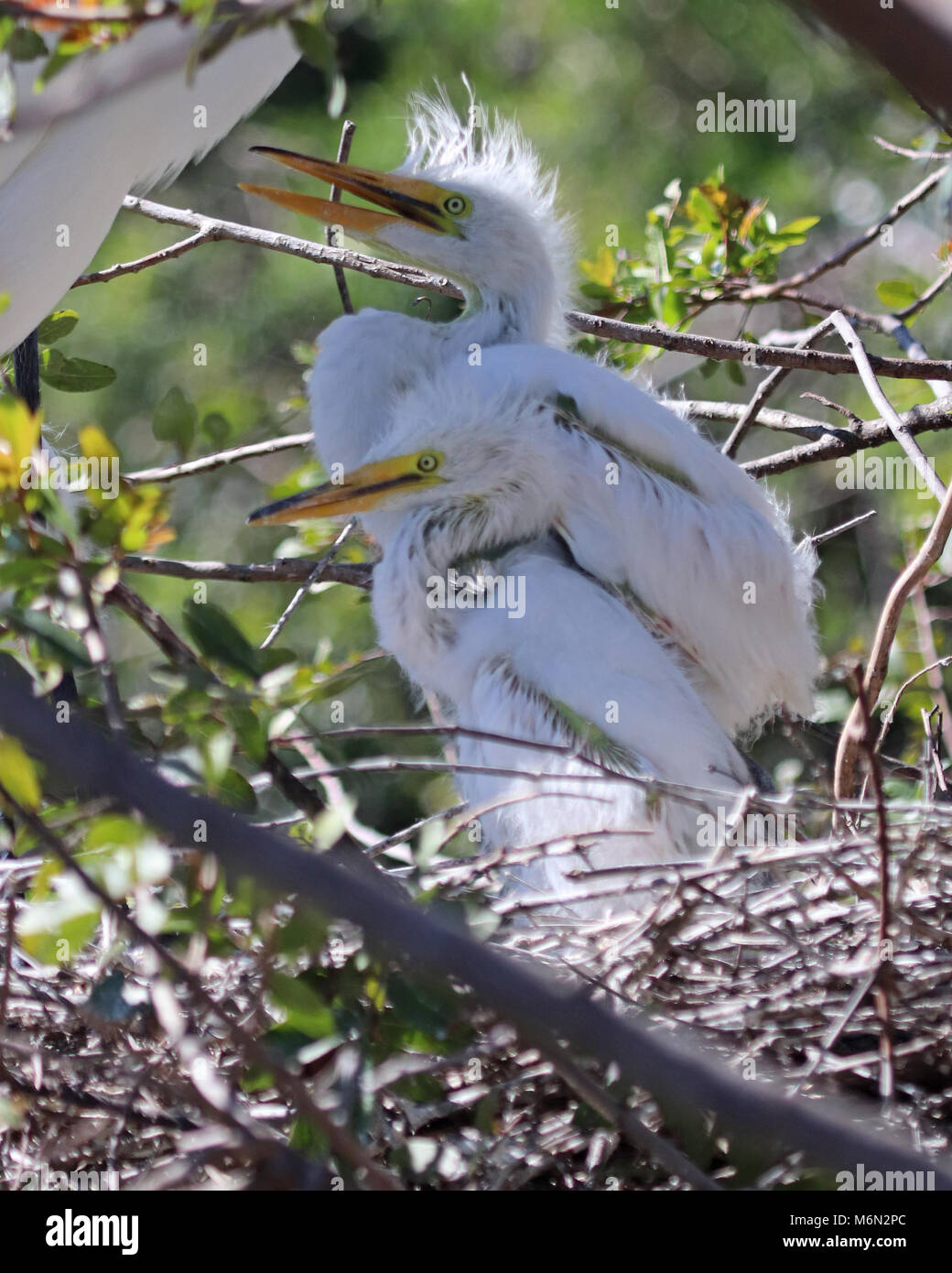 Zwei hungrige White Egret Geschwistern im Nest sind fast Muppet - wie im Look mit Ihren fuzzy Federn und großen langen gelben Schnäbeln. Stockfoto