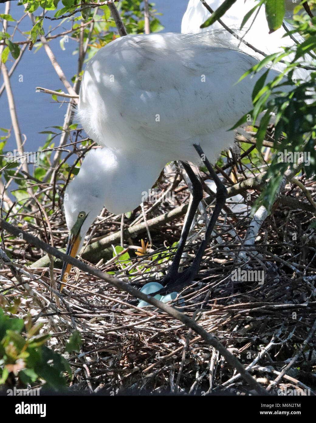 Silberreiher ihr Nest mit drei hübsche blaue Eier tendenziell Stockfoto