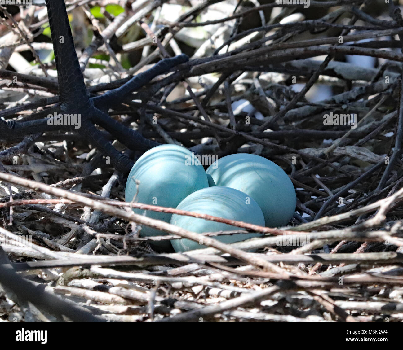 Drei hübsche blaue Reiher Eier im Nest Stockfoto