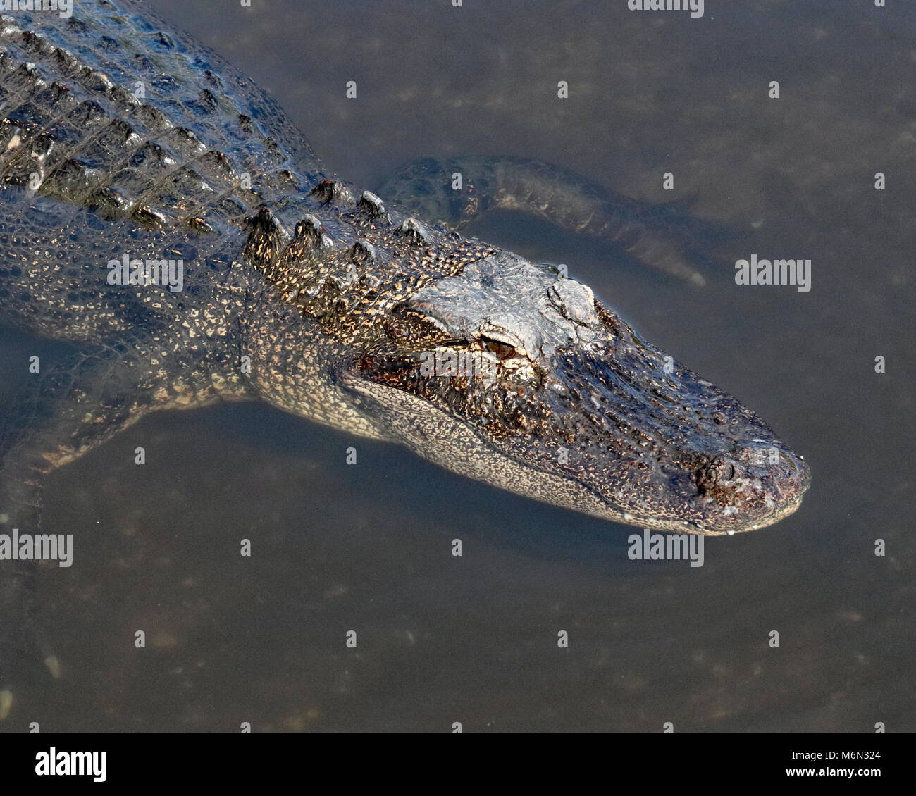 Alligator schwimmen durch trübes Wasser Stockfoto