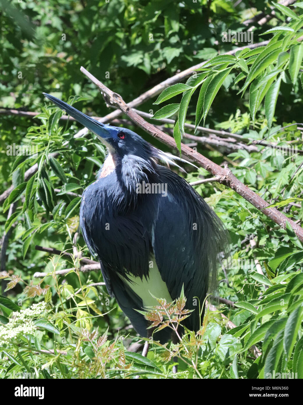 Tri Heron im Baum farbig in Gatorland Orlando Stockfoto